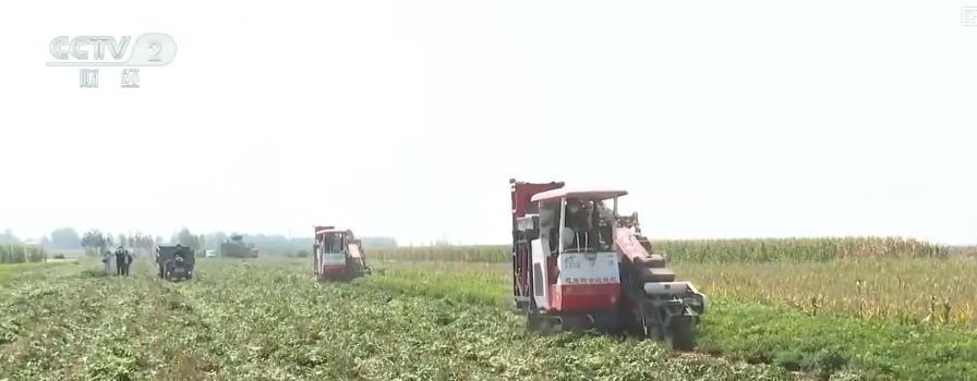 金秋时节稻谷飘香，福建福安梯田中稻陆续成熟，农户加紧人工收割  第6张