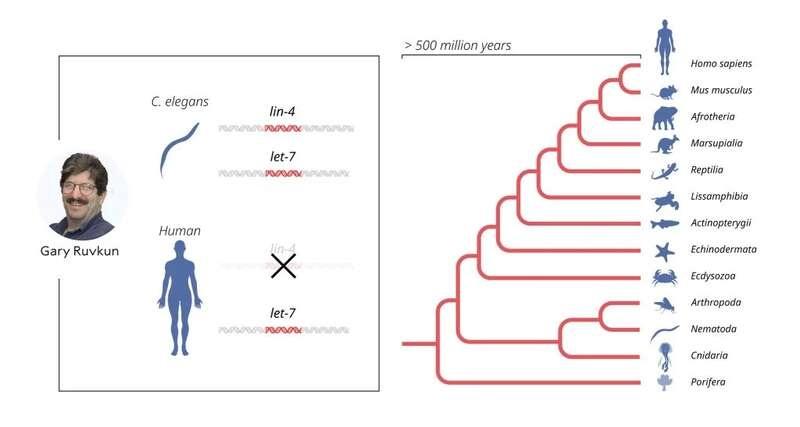 2024 年诺贝尔生理学或医学奖揭晓！获奖者是他们  第3张
