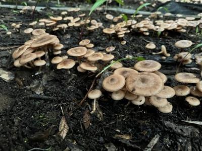 首次驯化野生蜜环菌规模出菇！四川地方这一突破你知道吗？  第1张