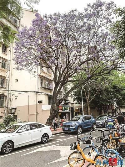 绝美蓝花楹被砍伐，引发市民热议！它为何倒下？  第1张