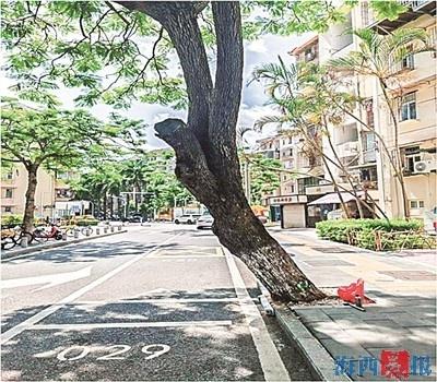 绝美蓝花楹被砍伐，引发市民热议！它为何倒下？  第2张