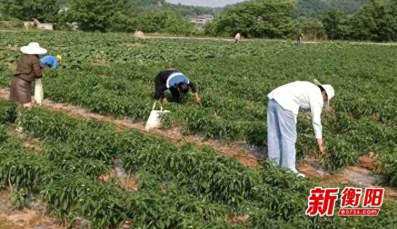 衡阳前三季度蔬菜及食用菌播种面积和产量双双增长，你吃的菜有多少来自这里？