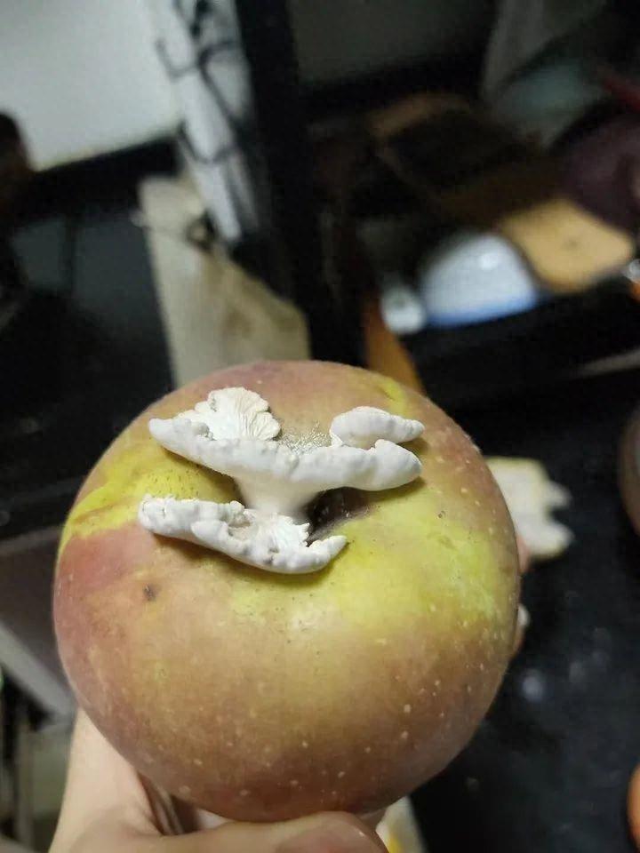 天南海北的果菌王 2.0：浙江邓女士寄出的果菌王，激发了全国网友助力科研的热情