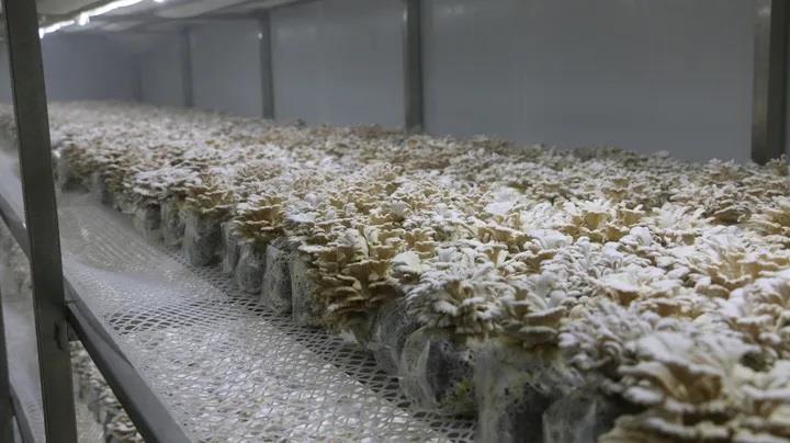 天南海北的果菌王 2.0：浙江邓女士寄出的果菌王，激发了全国网友助力科研的热情  第3张