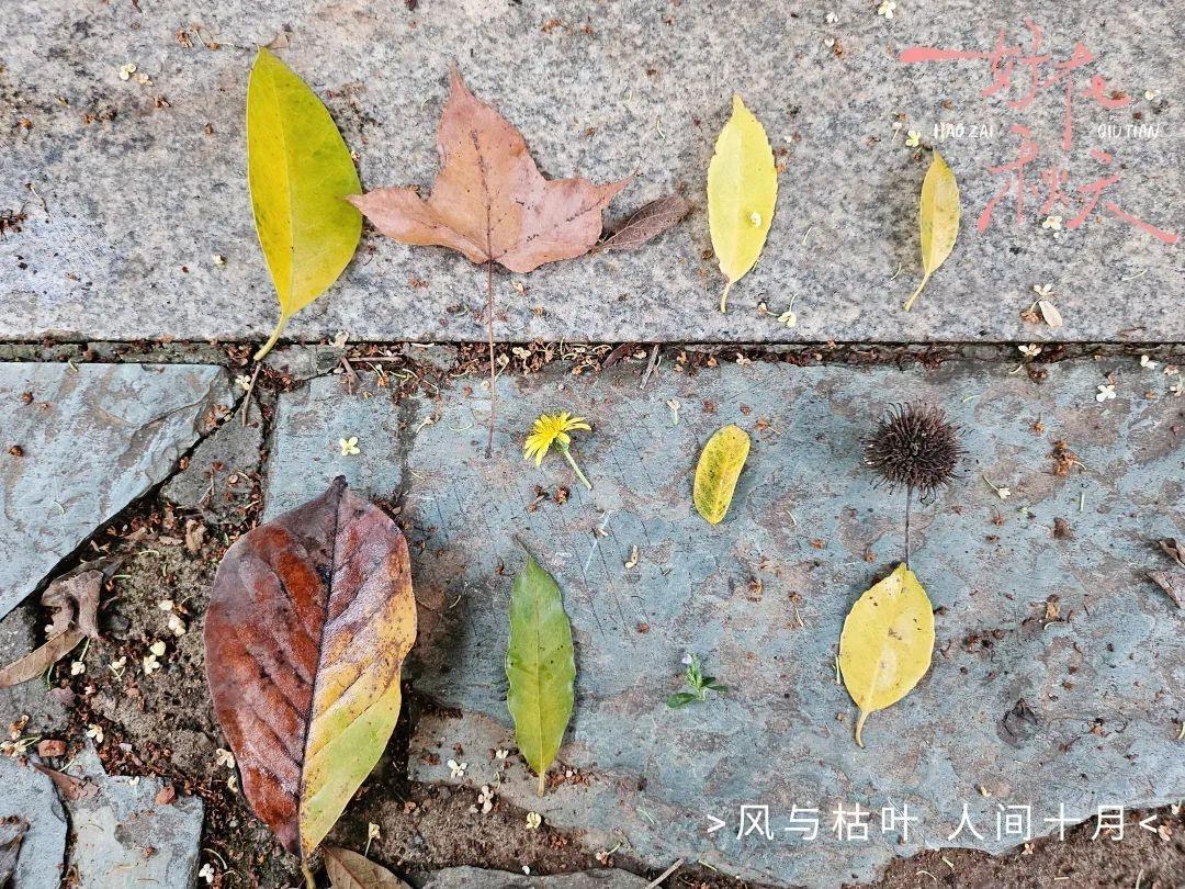 秋高气爽捡秋忙，咸宁公园添亮色，市民尽享大自然馈赠  第3张