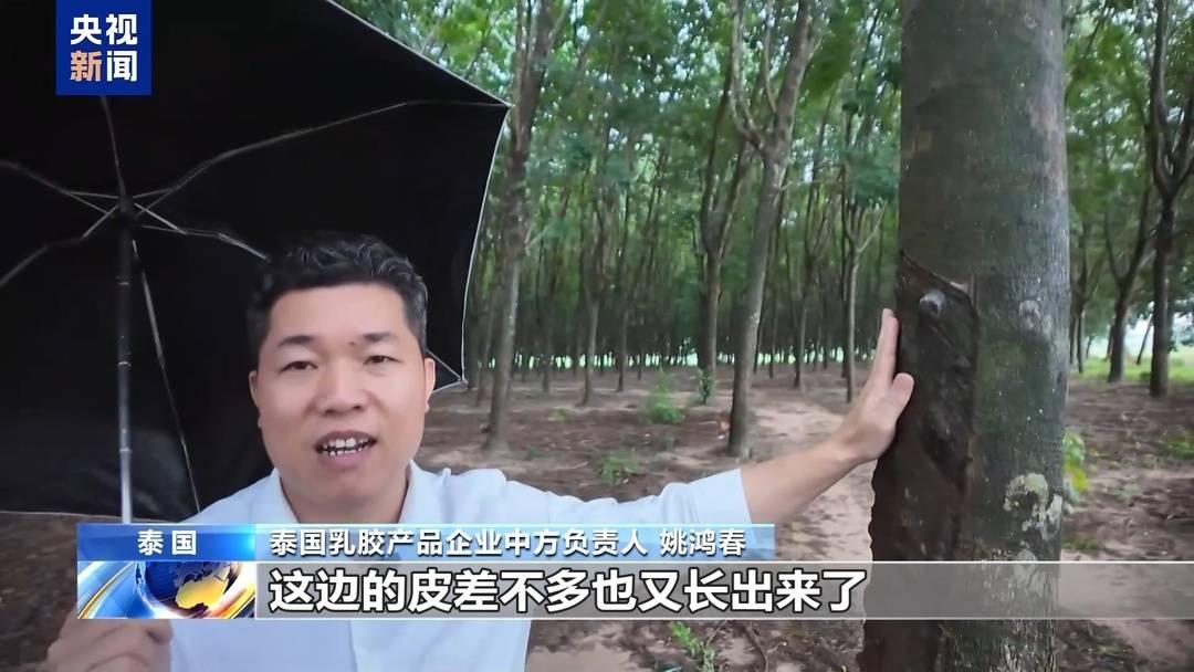 探秘泰国乳胶制品：从橡胶林到中国市场，它们经历了什么？  第2张
