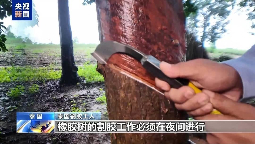 探秘泰国乳胶制品：从橡胶林到中国市场，它们经历了什么？  第3张