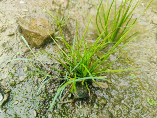 惊！植物界大熊猫现身休宁县，你见过吗？