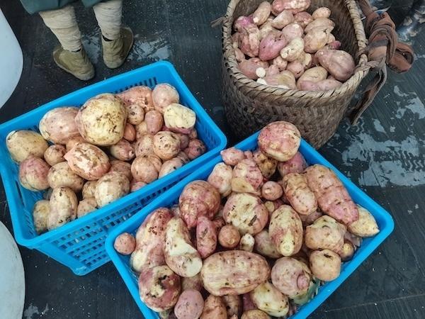 休宁县板桥乡：投放中华鲟鱼苗，助力乡村振兴  第2张