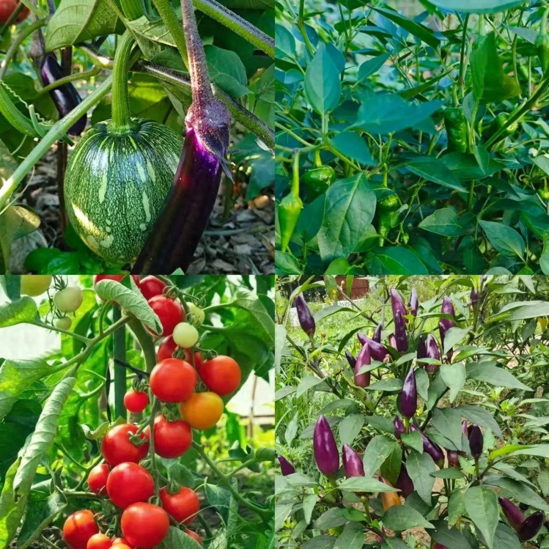 金秋时节，江西上饶广丰区共享菜园大丰收，园主们喜笑颜开  第1张