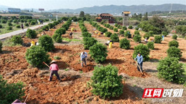 靖州中药材产业示范基地迎丰收，玉竹肥硕饱满惹人爱