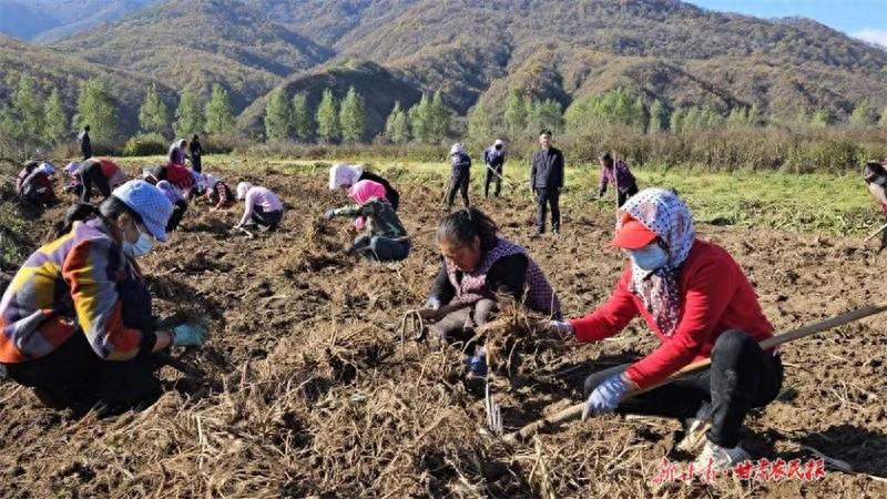金秋十月，华亭市山寨乡中药材丰收，药农们笑开颜