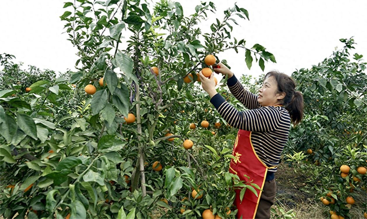 爱媛果冻橙大丰收！德阳绵竹果香四溢，吸引八方来客  第1张