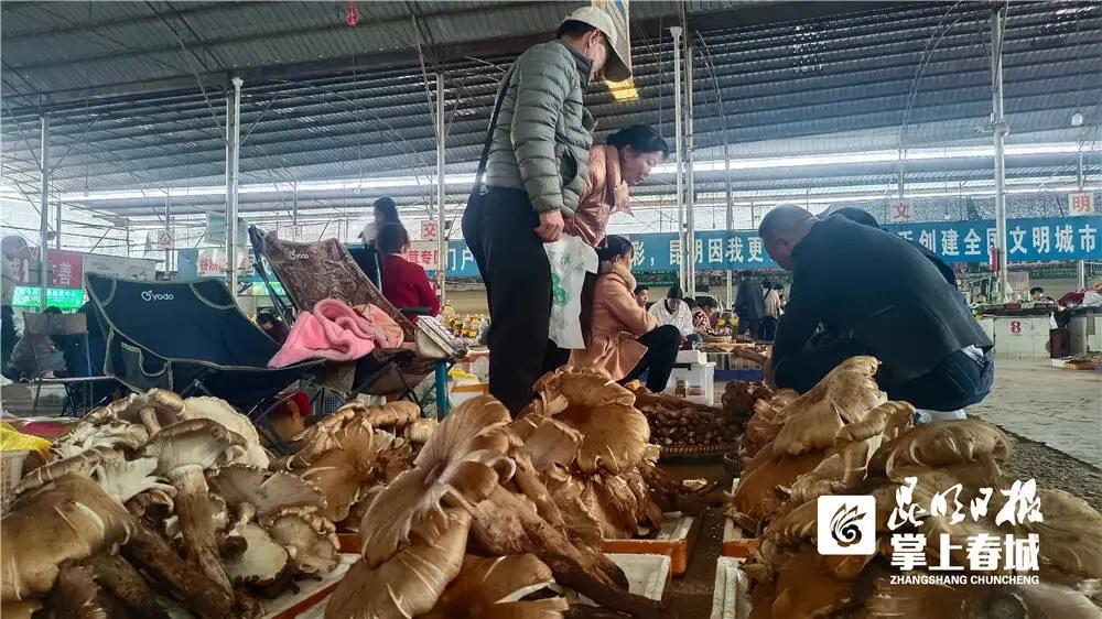 错过今年，你要等三年才能再吃到野生菌  第2张