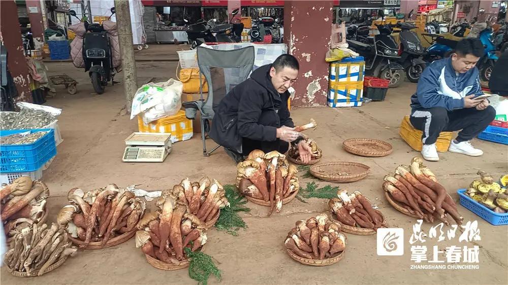 错过今年，你要等三年才能再吃到野生菌  第4张