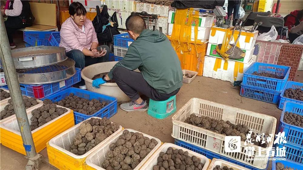 错过今年，你要等三年才能再吃到野生菌  第5张
