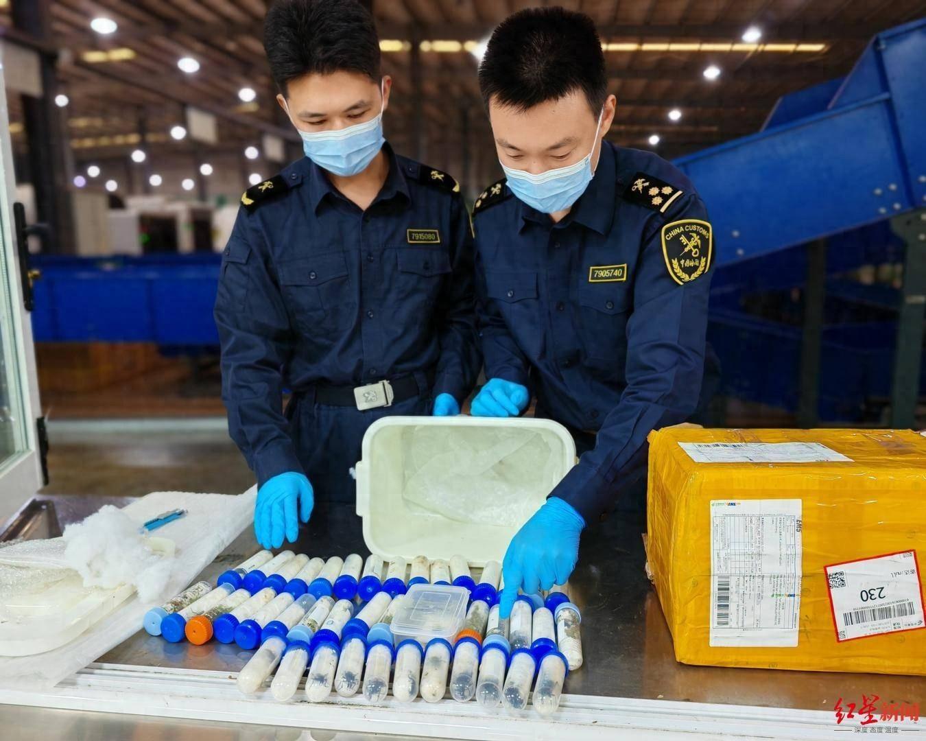 成都海关查获 8 头库班大步甲活体成虫，竟是出境邮件惹的祸
