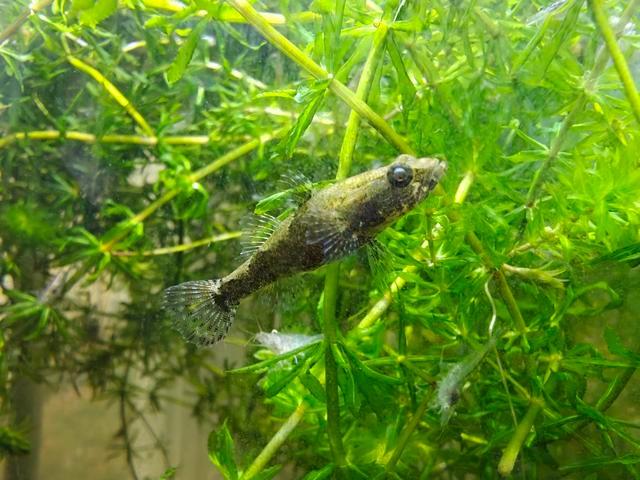 北京团城湖调节池惊现水中精灵红鳍鳈，它为何在此出现？  第2张