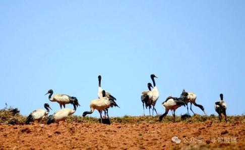 黑颈鹤开启越冬之旅，你知道它们的迁徙故事吗？  第2张