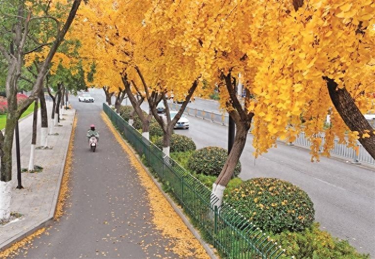 芜湖九华中路银杏大道：38年金秋盛景，336株银杏树见证历史变迁  第1张