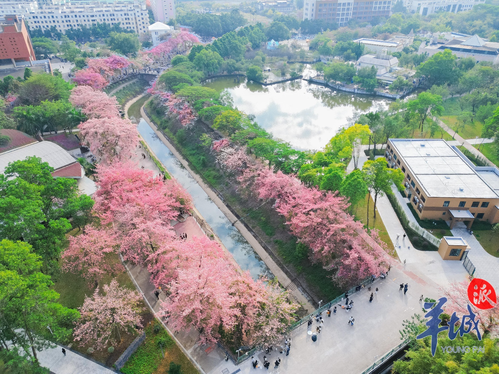 广州软件学院异木棉盛开，粉色海洋惊艳校园，冷空气来袭，气温将震荡下滑  第6张