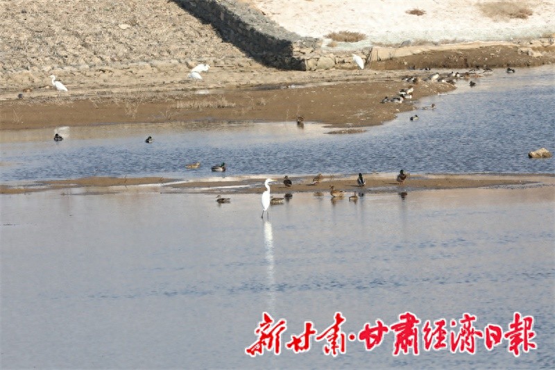 兰州新区湿地公园惊现秋沙鸭大军，迁徙盛景宛如水墨画