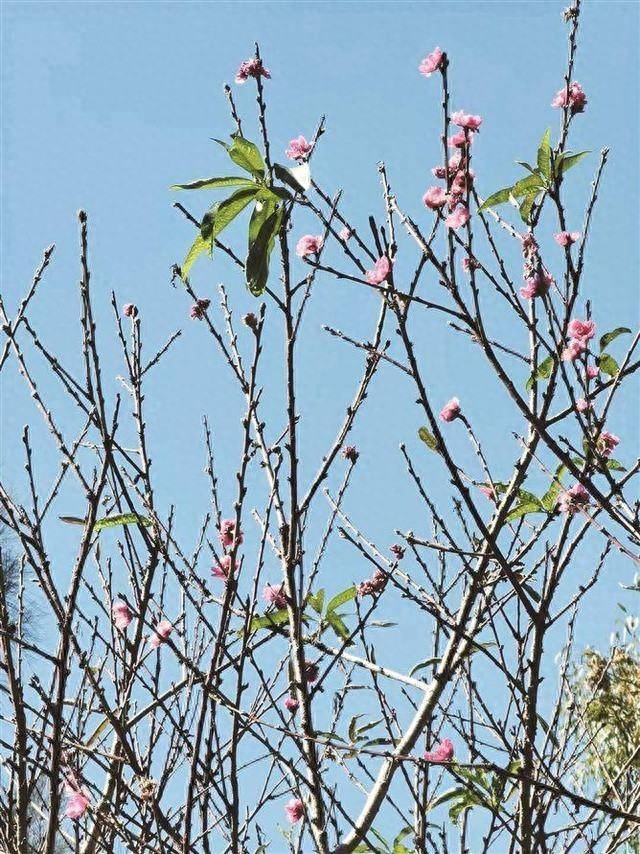 冬季桃花盛开，厦门忠仑公园惊现春日奇景，拍客繁星独家揭秘背后原因