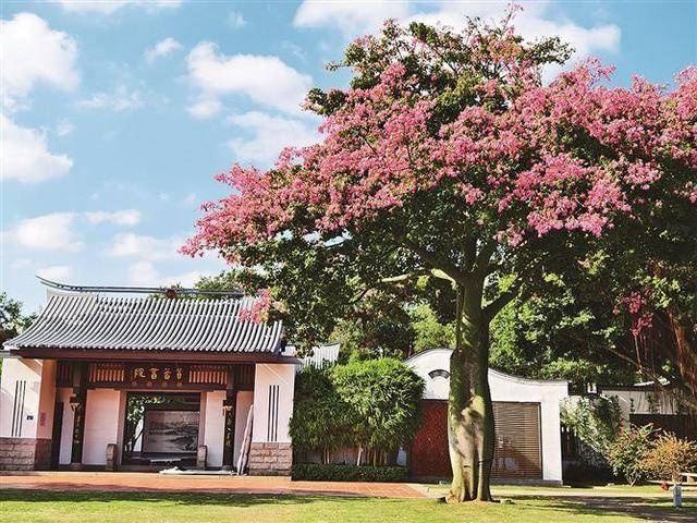 冬季桃花盛开，厦门忠仑公园惊现春日奇景，拍客繁星独家揭秘背后原因  第2张