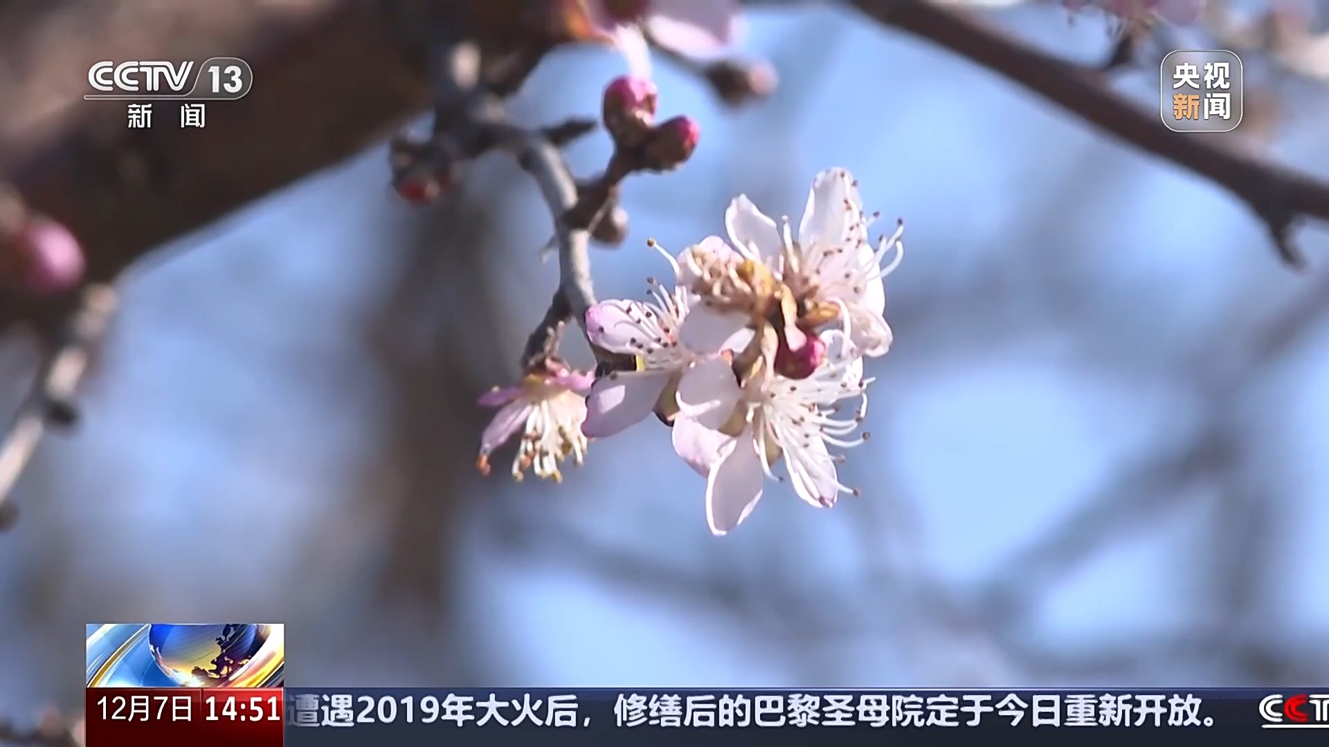 蜡梅提前绽放，国家植物园北园惊现早春盛景，游客争相打卡  第2张