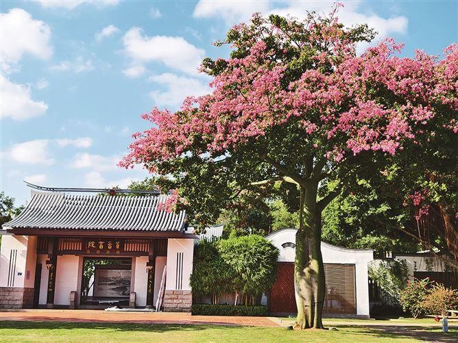 冬季桃花盛开，厦门惊现春意盎然，气温偏高引发花期大变  第2张