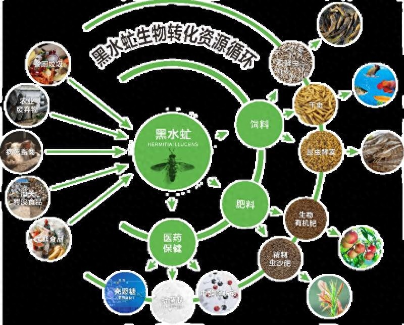 揭秘黑水虻：餐厨垃圾的终结者，日处理百吨垃圾的生态奇迹  第1张