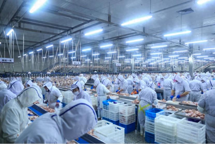 21万只白羽肉鸡的智能生活：沈阳养殖场如何引领未来食品产业？  第1张