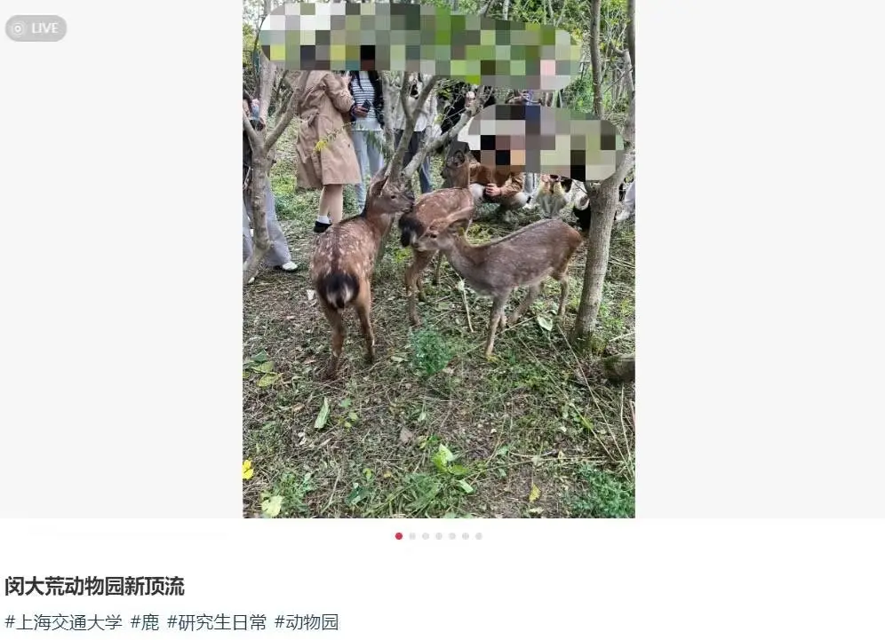上海交大生态林鹿苑悲剧：顶流小鹿遭动物攻击，一死一伤，引发市民关注  第3张