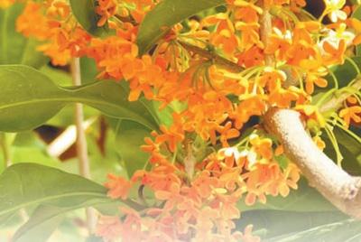 你知道桂花有多少品种吗？金桂、银桂、丹桂、四季桂，你都见过吗？  第1张