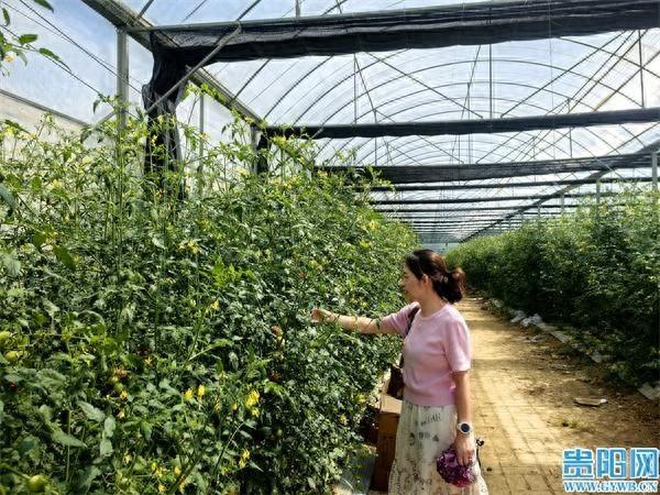 从山东到贵州，这位硕士为何投身又苦又累的农业？  第1张
