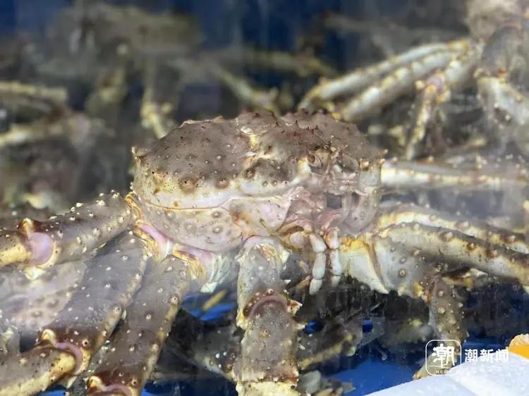 十一婚宴消费带火海鲜市场，帝王蟹价格跳水，有人 7 天入账 200 万元  第2张