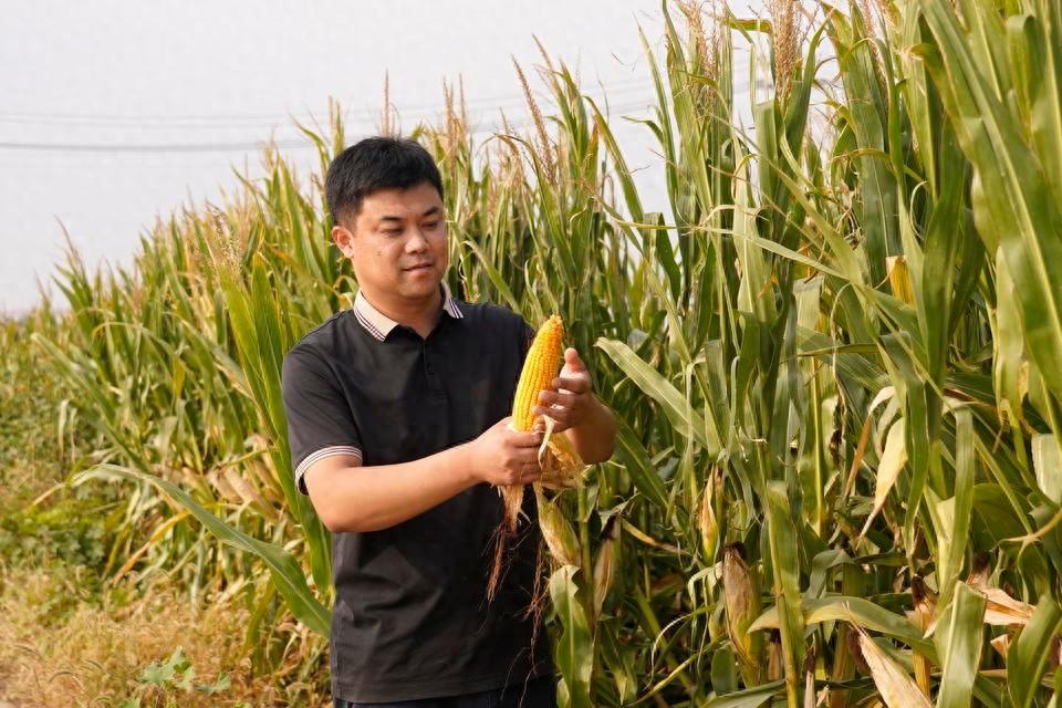 盐碱地长出高产玉米，背后的秘密你知道吗？  第1张