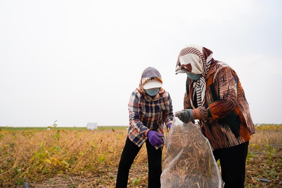盐碱地长出高产玉米，背后的秘密你知道吗？  第2张
