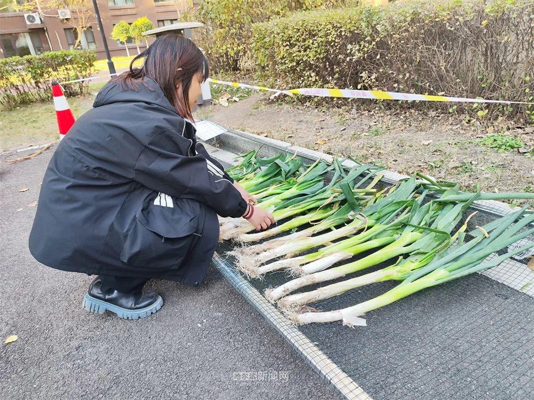 秋菜晾晒不再愁！鲁商凤凰城物业设置专用区，居民好评如潮  第2张