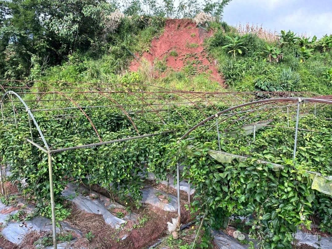 比蜂蜜还甜的钦蜜 9 号百香果，你吃过吗？  第1张