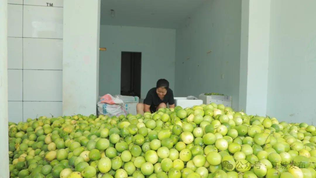 比蜂蜜还甜的钦蜜 9 号百香果，你吃过吗？  第2张