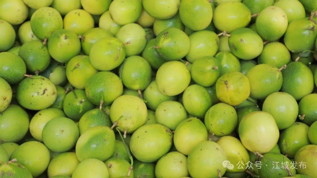 比蜂蜜还甜的钦蜜 9 号百香果，你吃过吗？  第3张