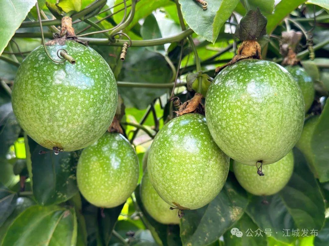 比蜂蜜还甜的钦蜜 9 号百香果，你吃过吗？  第4张