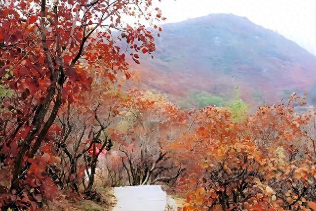 郑州至长寿山赏红叶直通车开通，68 元带你轻松领略万山红遍美景  第1张