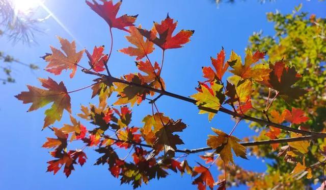 寒露已至，京城天气多变！今晨最低气温仅 7.6℃，你准备好了吗？  第2张