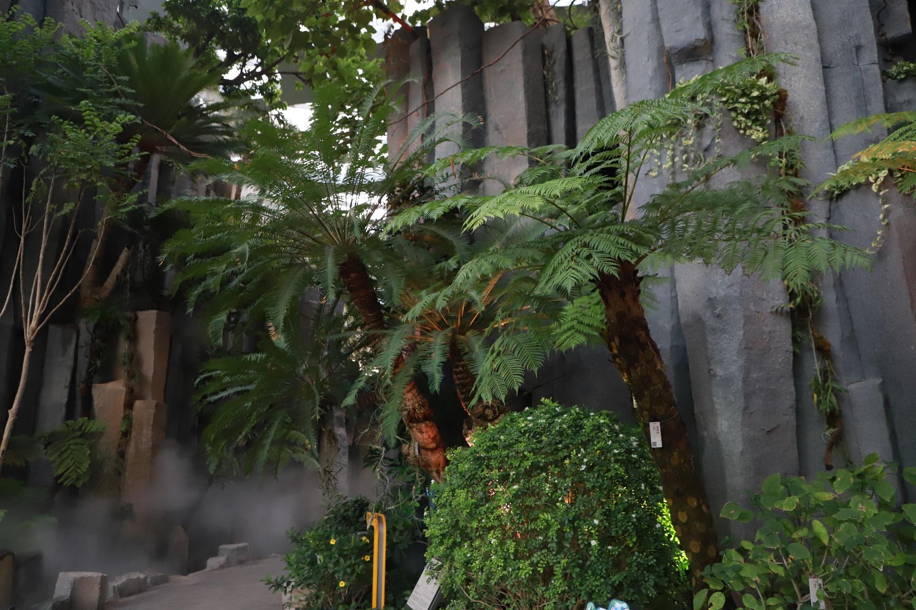 1300 多种植物！上海温室花园对外开放，带你领略三大主题场馆的神奇魅力  第4张