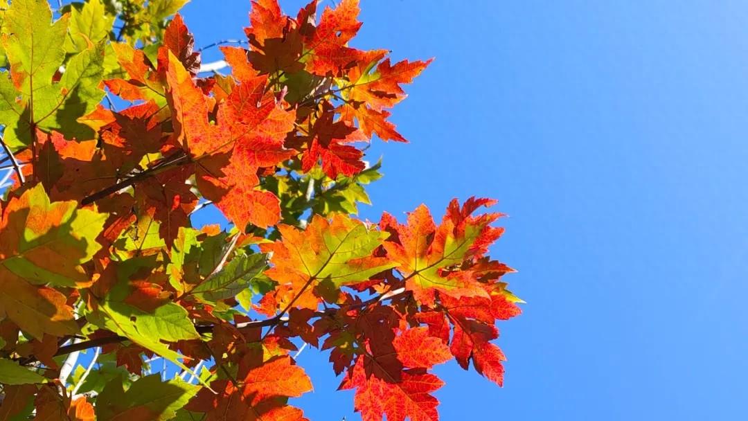 寒露过后昼夜温差大，京城树叶美如油画，快来赏秋景吧  第1张