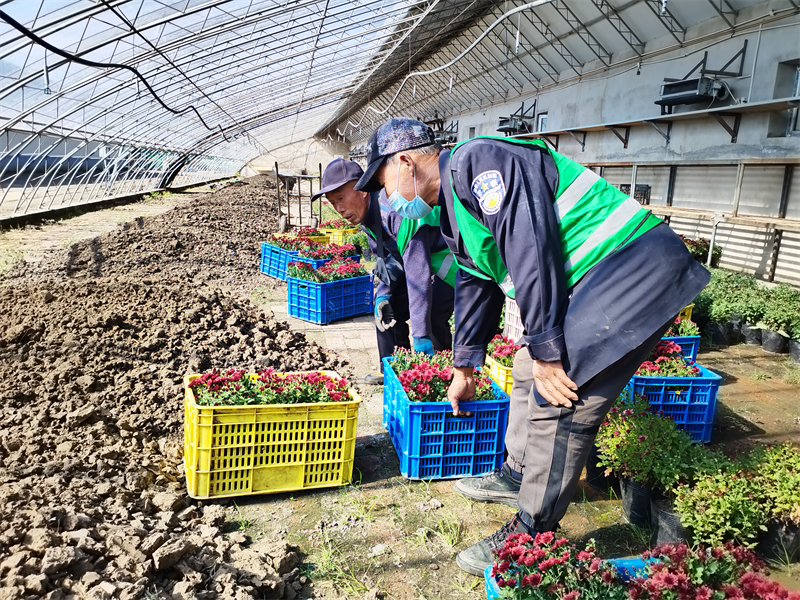 国庆假期，长春绿化一线工作者坚守岗位，全力做好城市绿化养护管理工作  第6张