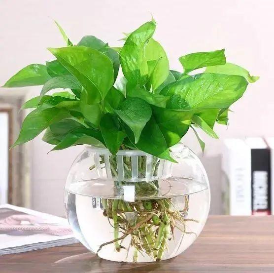 注意！广东登革热进入流行季，预防关键是它  第4张