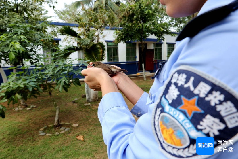国家二级保护动物红点颏受伤求助，万宁民警联动救助  第2张